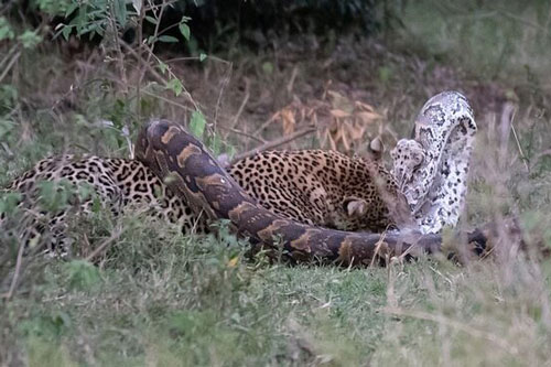 Cả gan đụng đến báo hoa mai đang săn mồi, trăn khổng lồ bị 'vả' đến vỡ đầu