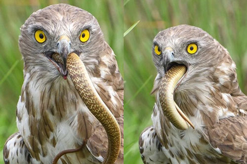 Cận cảnh khoảnh khắc đại bàng chân ngắn nuốt chửng rắn hổ mang dài 1,2m