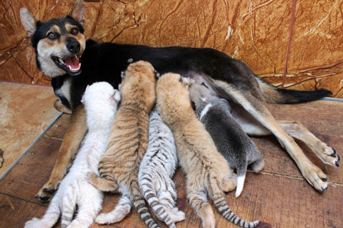 Chó nuôi hổ, voi con tắm mát và những khoảnh khắc cực kỳ 'khó đỡ' của động vật