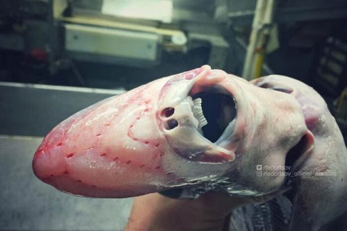 Choáng với bộ sưu tập cá 'ngoài hành tinh' cực kỳ đáng sợ