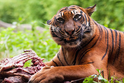 Hổ ăn thịt người sẽ bị giam cầm suốt đời