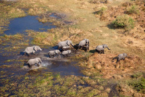 Hơn 150 con voi chết bí ẩn ở Nam Phi