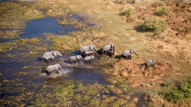 Hơn 150 con voi chết bí ẩn ở Nam Phi - 1