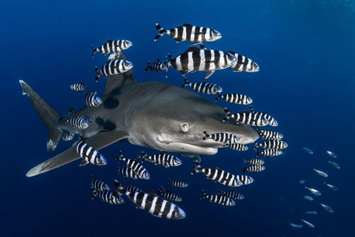 Khám phá đại dương kỳ bí qua những hình ảnh ấn tượng