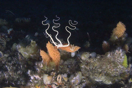 Khám phá những loài sinh vật 'độc nhất vô nhị' dưới đáy Nam Cực