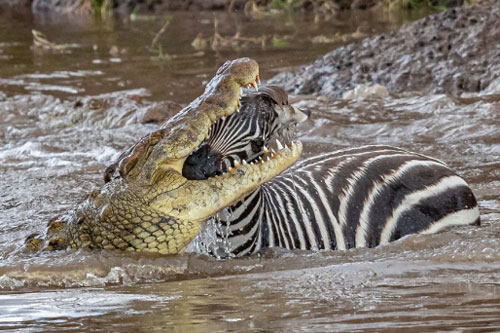 Khoảnh khắc 'nghẹt thở' khi cá sấu ngoạm chặt đầu ngựa vằn con