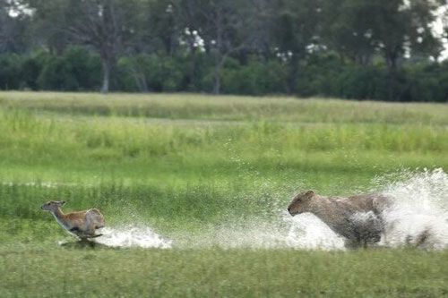 Màn chạy trốn ly kỳ của linh dương non khỏi móng vuốt sư tử