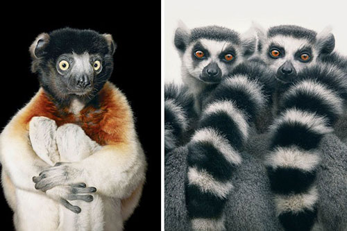 Vẻ đẹp của 10 loài động vật sắp bị tuyệt chủng