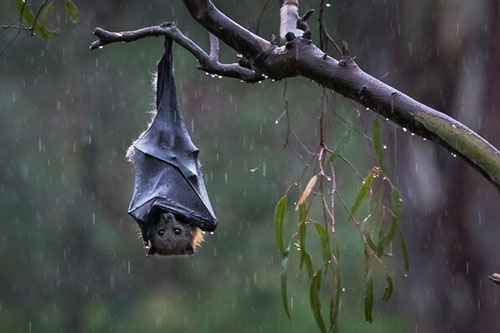 Vì sao dơi sợ nước, dơi quỷ hút máu có tồn tại ở Việt Nam không?