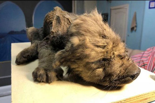 Xác ướp của chú cún 18.000 năm tuổi gây kinh ngạc vì hệt như lúc còn sống