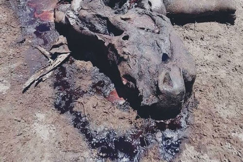 Xót xa trước hình ảnh tê giác bị sát hại dã man để lấy sừng