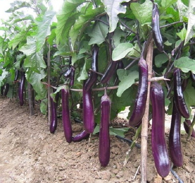 Nhiều loại rau phù hợp với đồng đất Tam Ngọc mang lại hiệu quả kinh tế cao (Ảnh: TL)