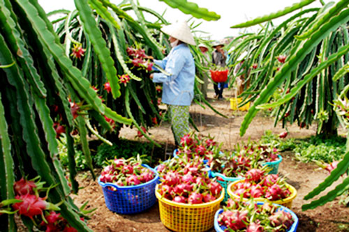 Các HTX, tổ hợp tác đang đóng góp tích cực nâng cao hiệu quả của trái thanh long (Ảnh TL)