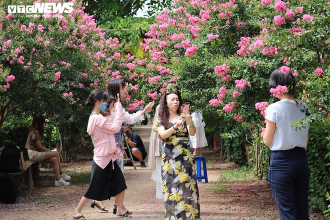 Ngắm con đường rực rỡ hoa tường vi như 'vườn cổ tích' ở Hà Nội