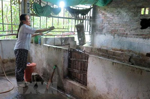 Dịch tả lợn châu Phi tái bùng phát tại Cao Bằng