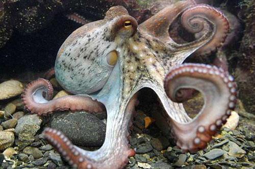 Bạch tuộc sở hữu bí mật của 'sinh vật ngoài hành tinh'