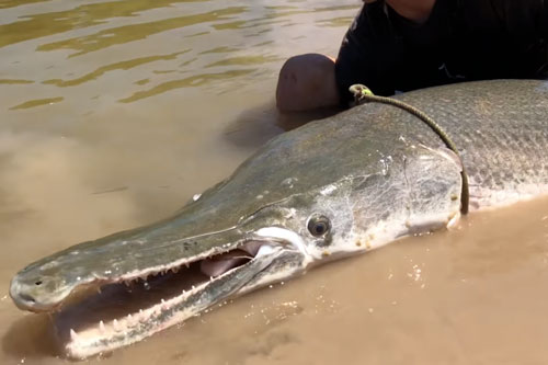 Cần thủ Anh vất vả ‘chinh phục’ cá sấu hỏa tiễn dài 2,3m, nặng hơn 100kg