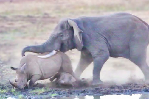 Cậy thân xác to lớn, voi già xua đuổi mẹ con tê giác chạy 'thục mạng'