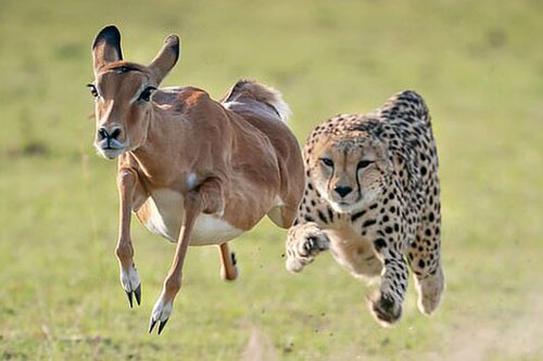 Con báo rượt đuổi và xé xác linh dương 'nhanh như chớp'