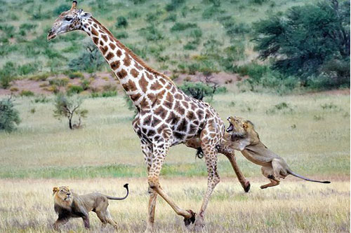 Cuộc chiến sinh tử giữa hươu cao cổ và hai con sư tử đói