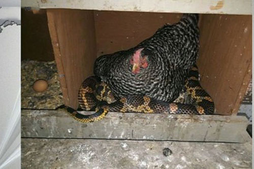 Gà ngủ chung với rắn