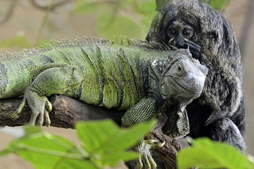 Hình ảnh ấn tượng: Tình bạn kỳ lạ giữa chú khỉ nhỏ và kỳ nhông