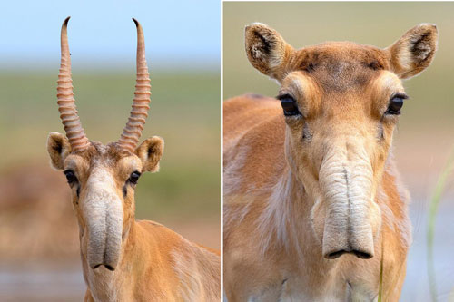 Hình ảnh hiếm hoi về loài linh dương có nguồn gốc từ Kỷ băng hà