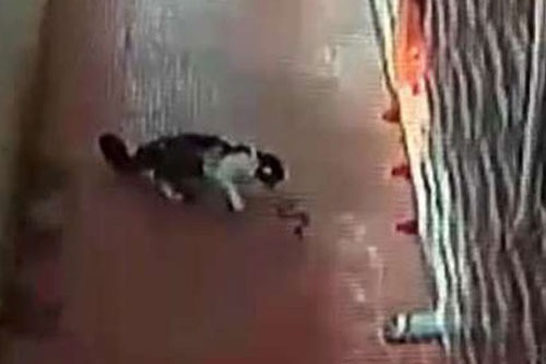 Hỗn chiến giữa mèo nhà với rắn hổ mang và cái kết bất ngờ