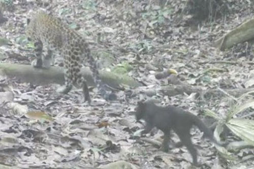 'Huyền thoại' báo đen 'song kiếm hợp bích' cùng báo đốm đi săn mồi