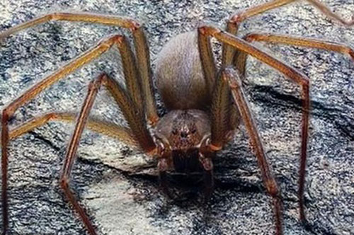 Khám phá loài nhện sở hữu nọc độc cực mạnh, khiến thịt thối rữa chỉ bằng một vết cắn