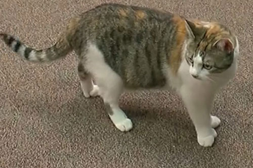 Khám phá 'quái vật' mèo sở hữu 28 ngón chân cực kỳ đặc biệt