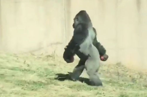 Khỉ đột đi hai chân như người vì... sợ bẩn tay