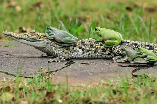 Khi những chú ếch lấy lưng cá sấu làm nơi... xếp hàng