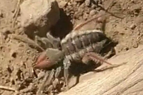 Kinh hãi trước quái vật nửa nhện, nửa bọ cạp vô cùng hung dữ