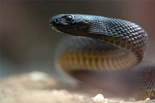 'Mục sở thị' loài rắn độc nhất thế giới