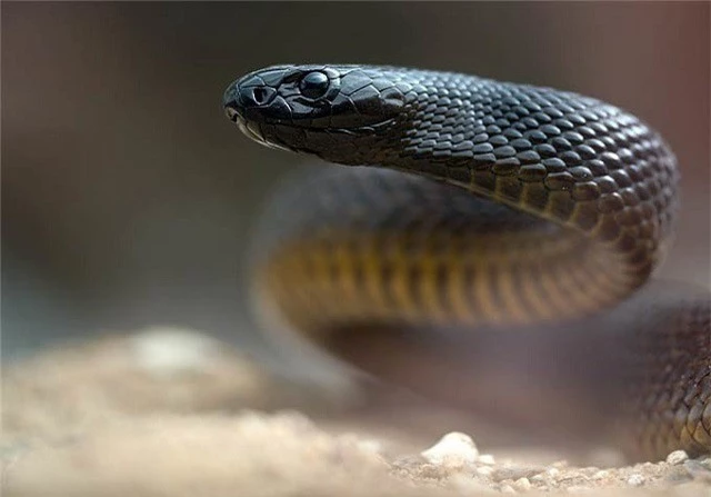 Mục sở thị loài rắn độc nhất thế giới - ảnh 2