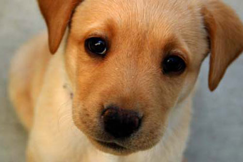 Não của chó và người giống nhau đến kinh ngạc