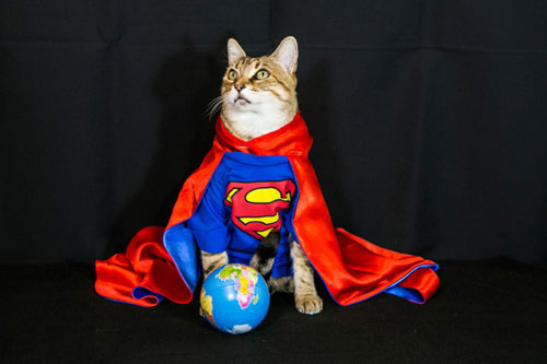 Hình ảnh ngộ nghĩnh về những chú mèo “hóa thân” thành các nhân vật