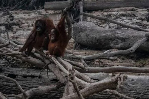 S&#x1EF1; th&#x1EAD;t &#x111;&#x1EAB;m n&#x1B0;&#x1EDB;c m&#x1EAF;t sau h&#xEC;nh &#x1EA3;nh nh&#x1EEF;ng con &#x111;&#x1B0;&#x1EDD;i &#x1B0;&#x1A1;i tr&#x1A1; tr&#x1ECD;i gi&#x1EEF;a c&#xE1;nh r&#x1EEB;ng ch&#xE1;y