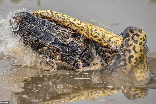 Trăn khổng lồ siết cá sấu caiman 'thừa sống thiếu chết' trong cuộc chiến kịch tính tới phút chót