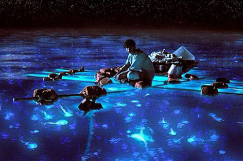 Vì sao biển đêm lại le lói những ánh sáng kỳ ảo?