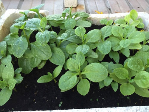 CLIP: Cách trồng rau mồng tơi một lần ăn quanh năm trong thùng xốp