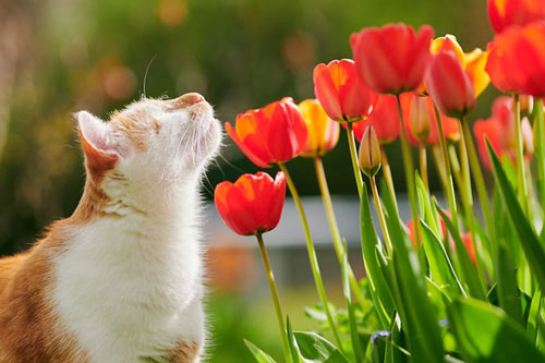 Kazou – Chú mèo mù cực dễ thương nhìn thế giới bằng cả trái tim