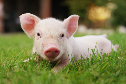 'Hứng trọn lộc trời', 3 con giáp dễ 'trúng số độc đắc', giàu có hết phần thiên hạ trong 5 ngày cuối tháng 6 Dương lịch