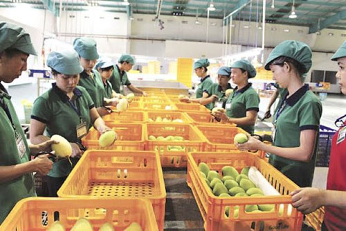 Dự báo xuất khẩu nông sản vẫn đạt 41 tỷ USD dù ảnh hưởng của Covid-19