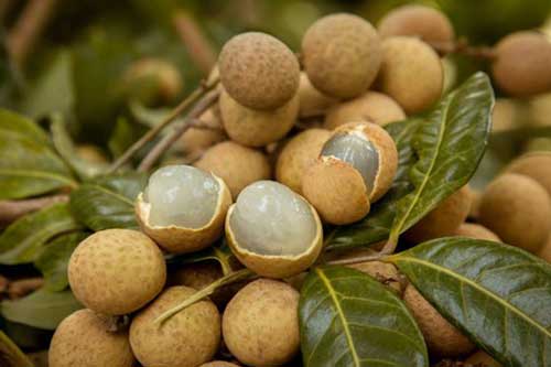 Mách chị em cách chọn nhãn chính vụ ngon ngọt, dày cùi, không ngâm hóa chất