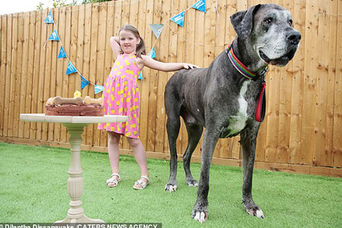 Chú chó cao nhất thế giới lập thêm kỷ lục mới