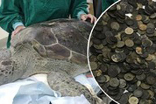 Chuy&#x1EC7;n l&#x1EA1;: Ph&#xE1;t hi&#x1EC7;n g&#x1EA7;n 1.000 &#x111;&#x1ED3;ng xu trong b&#x1EE5;ng con r&#xF9;a bi&#x1EC3;n