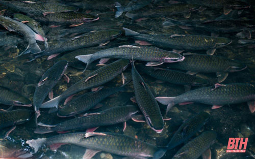 Về xứ Thanh khám phá dòng suối ngầm và đàn “cá thần” linh thiêng