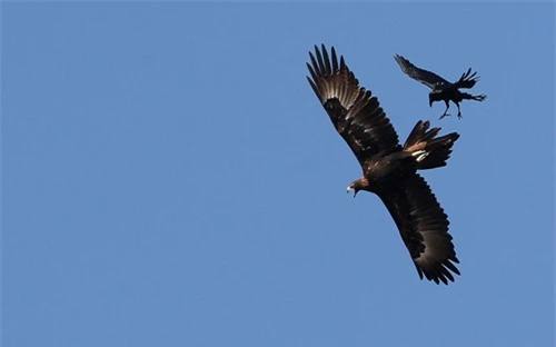 Ảnh đẹp: Đại bàng không chiến với quạ đen - 7